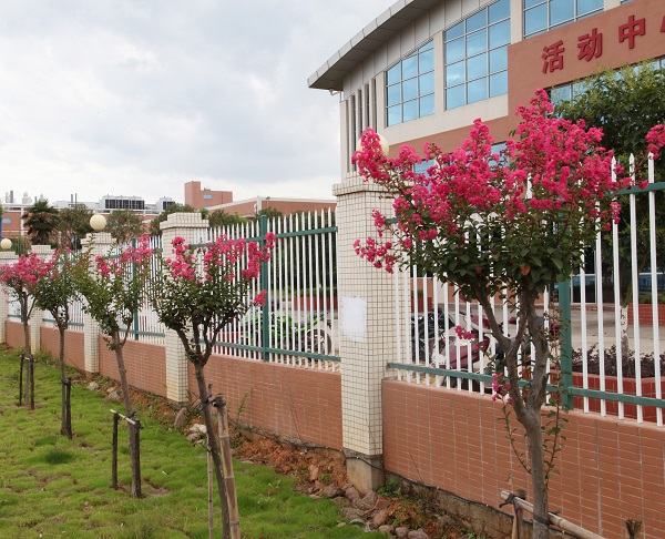 深聯(lián)軟板廠的紫薇花開(kāi)得正美，等你來(lái)